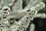 蜜蜂
