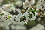 蜜蜂