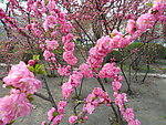 榆叶梅花