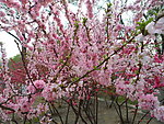 榆叶梅花