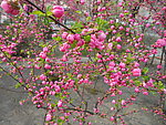 榆叶梅花