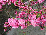 榆叶梅花