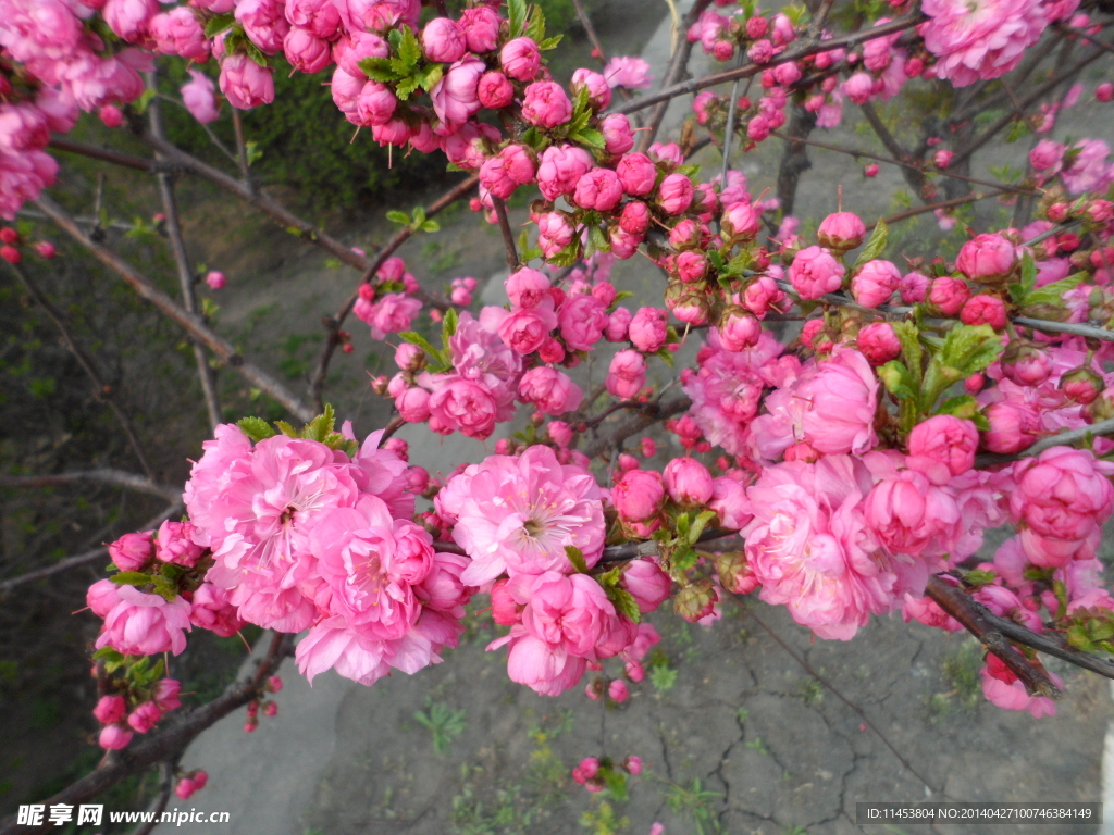 榆叶梅花