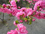 榆叶梅花