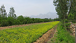 嵩山春景