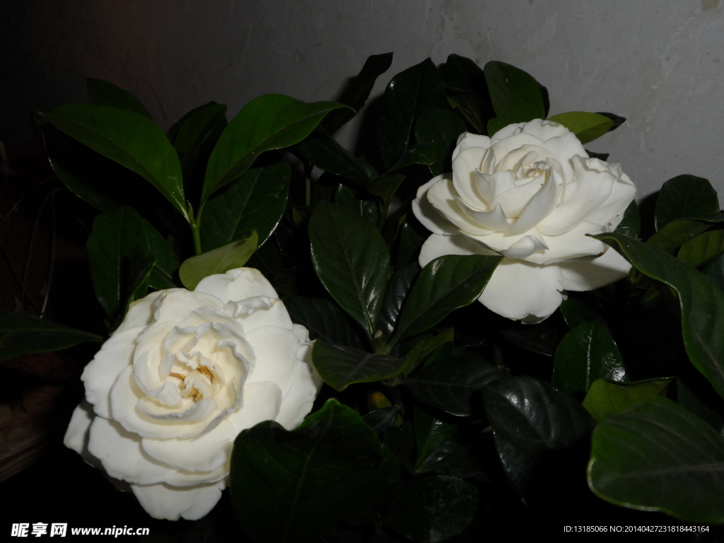 枙子花