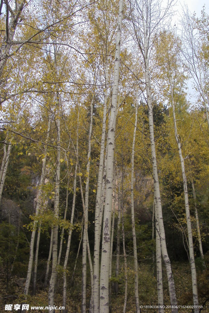 山西吕梁庞泉沟风景