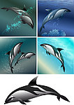 海豚