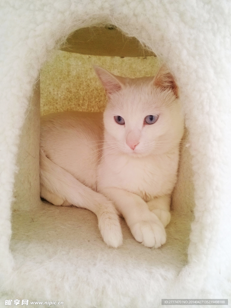猫咪
