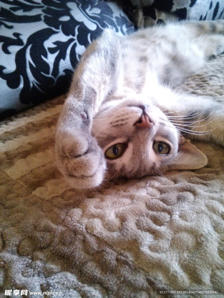 猫咪