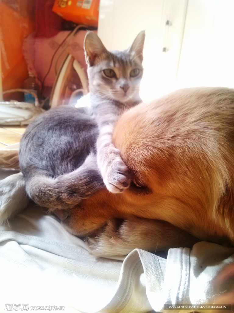 小猫和大狗