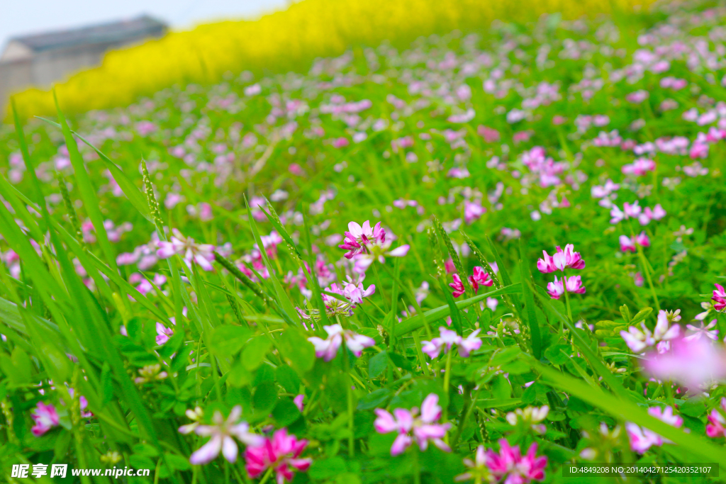 燕子花