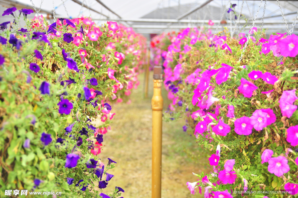 花卉