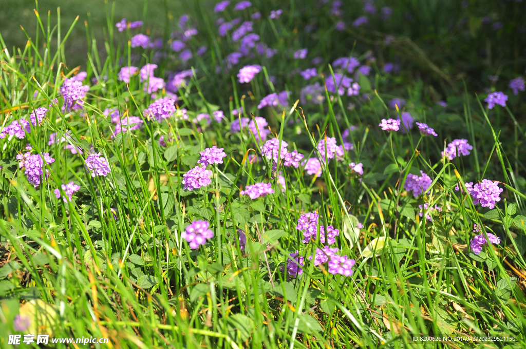 小花