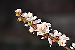 樱桃花