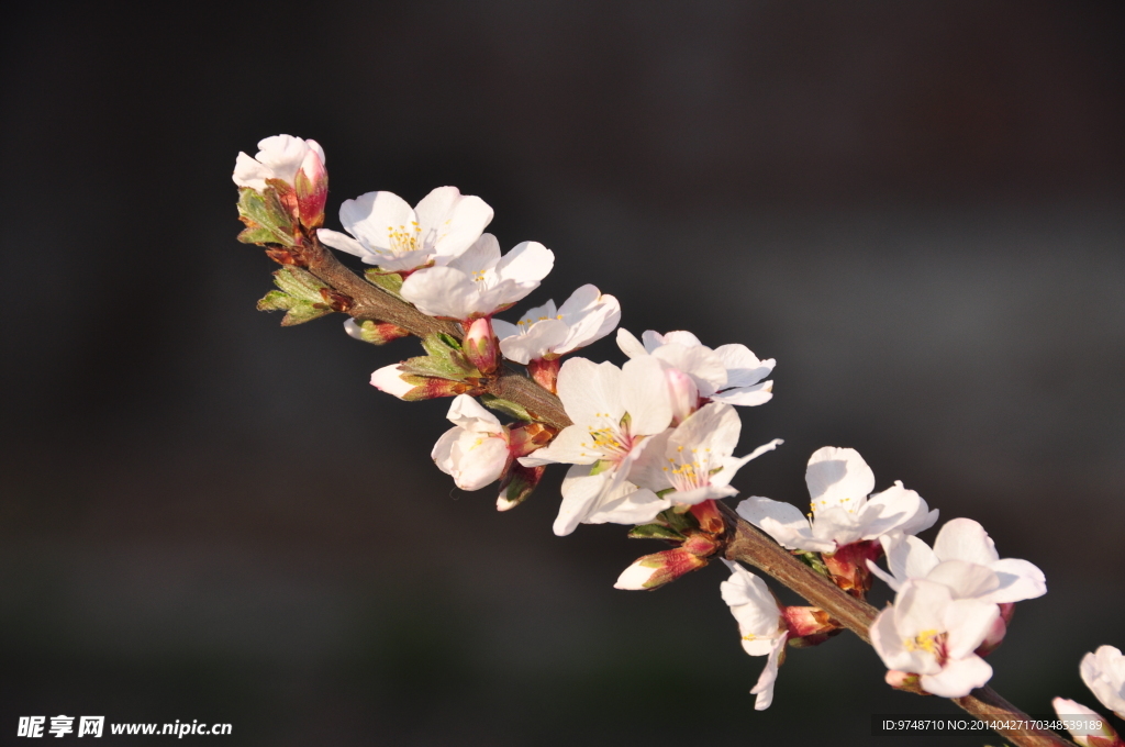 樱桃花