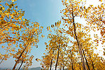 秋天的蓝天下黄黄树叶