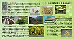 茶品种释义展板