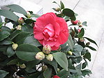 茶花