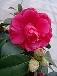 茶花