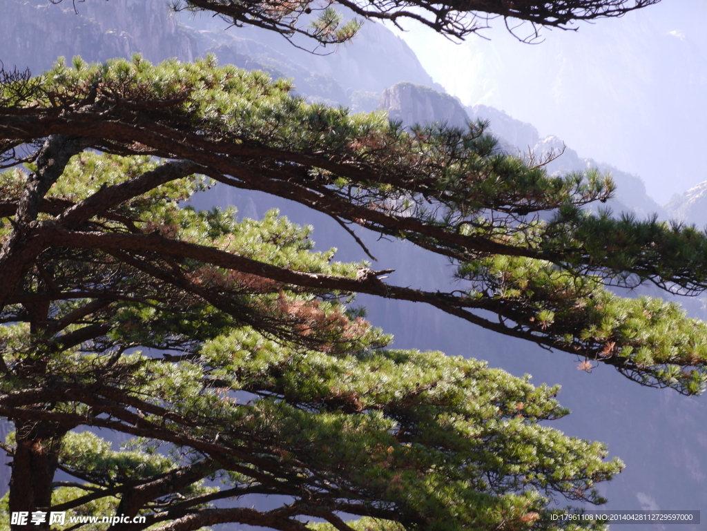 黄山风景迎客松