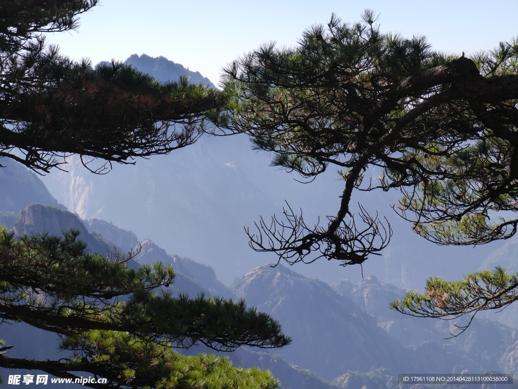 黄山风景迎客松