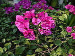 花卉