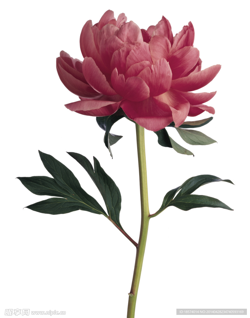 花开