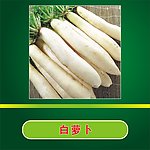 白萝卡