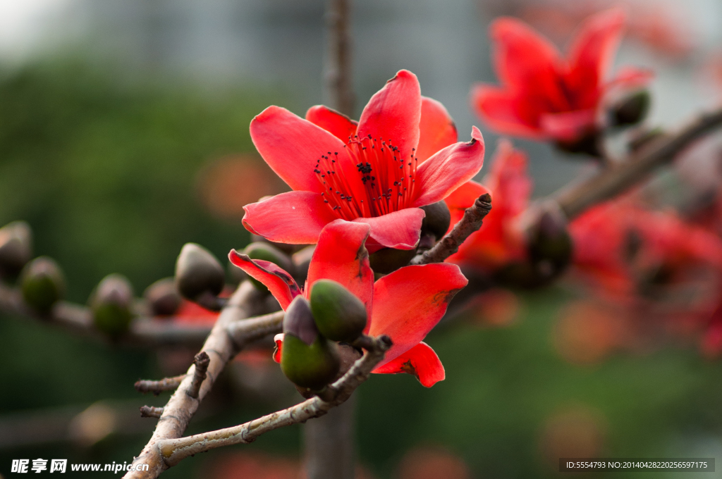 英雄花