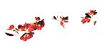 鲜花效果图