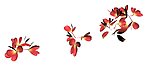 鲜花效果图