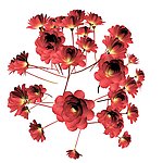 鲜花效果图