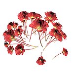 鲜花效果图