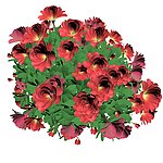 鲜花效果图