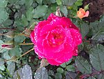 月季花