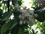 柚子花