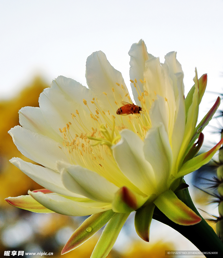 霸王花