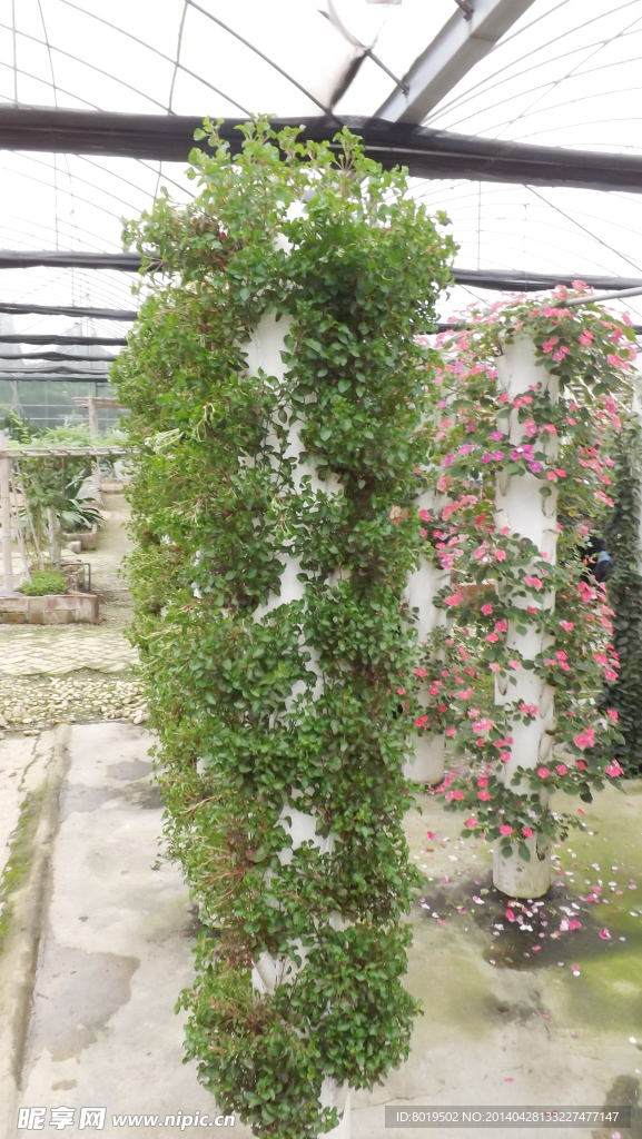 绿色花柱