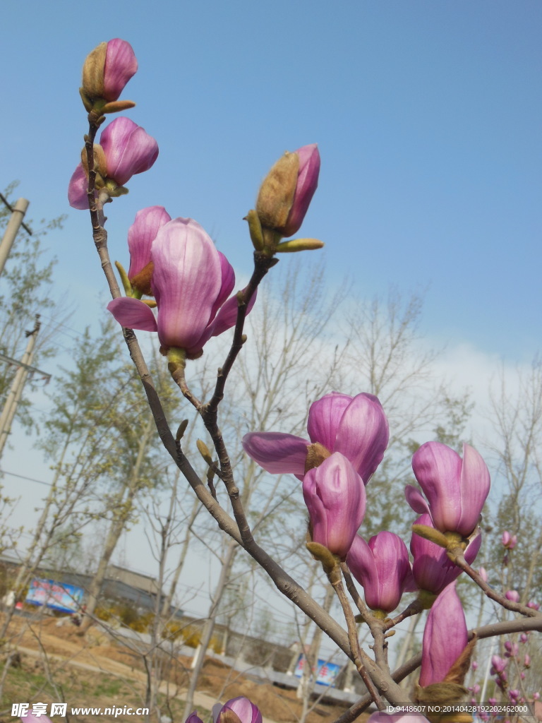 玉兰花