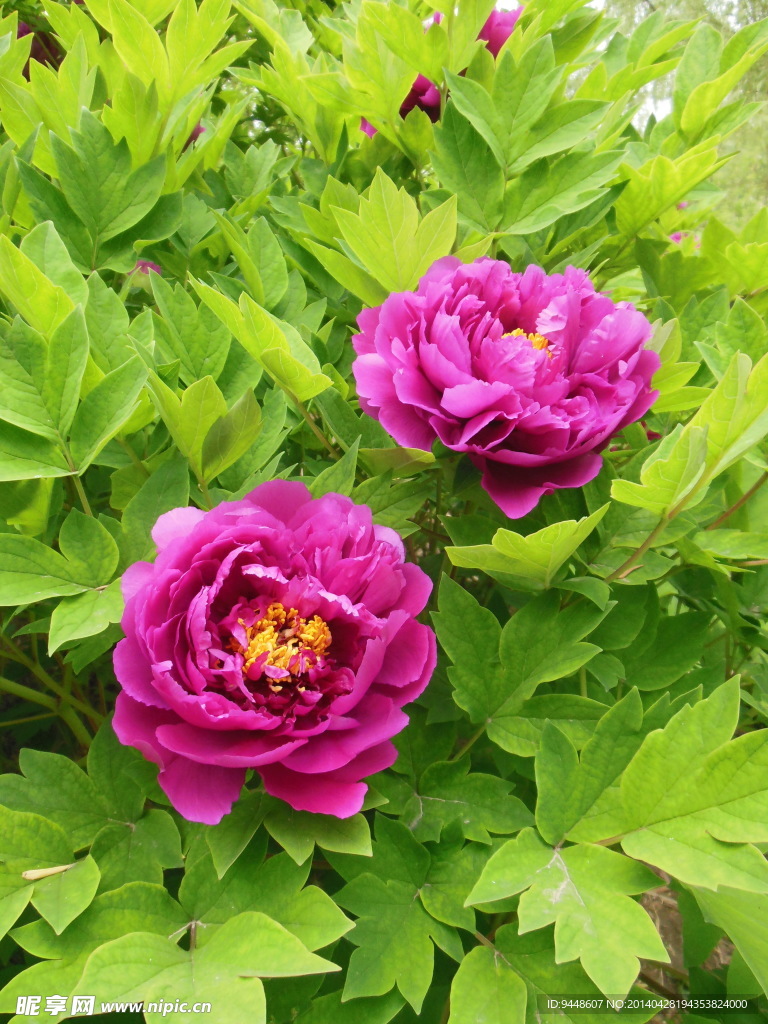 牡丹花