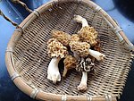 羊肚菌
