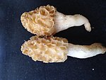 羊肚菌