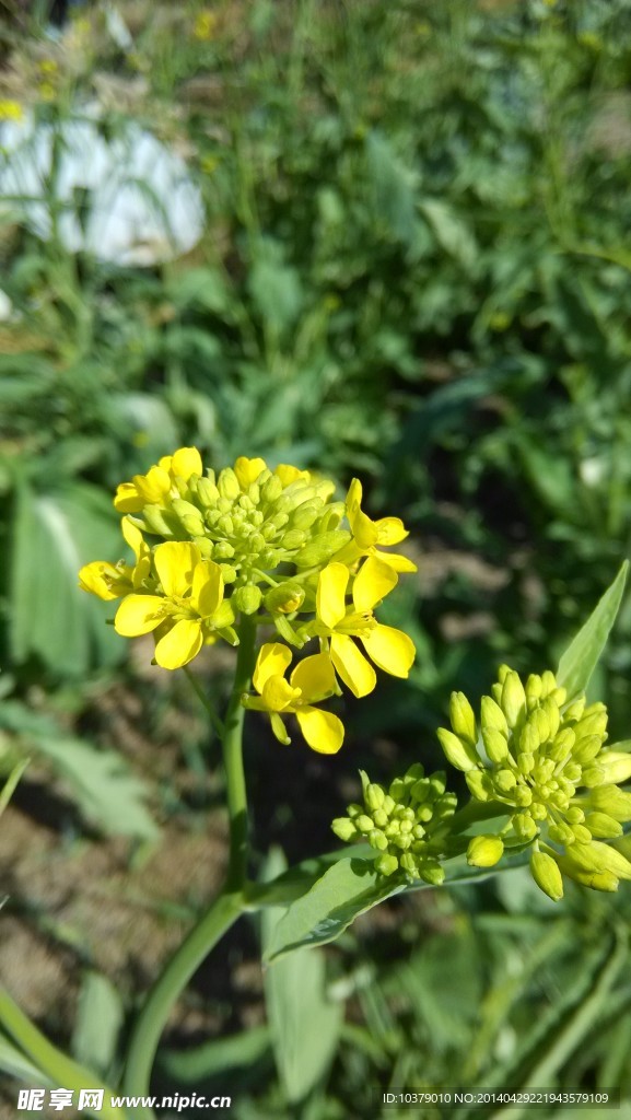 油菜花