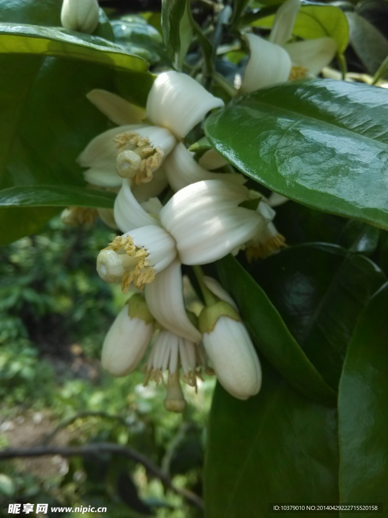 柚子花 图片