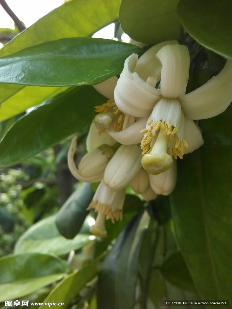 柚子花
