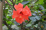 扶桑花