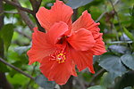 扶桑花