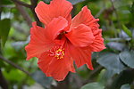 扶桑花