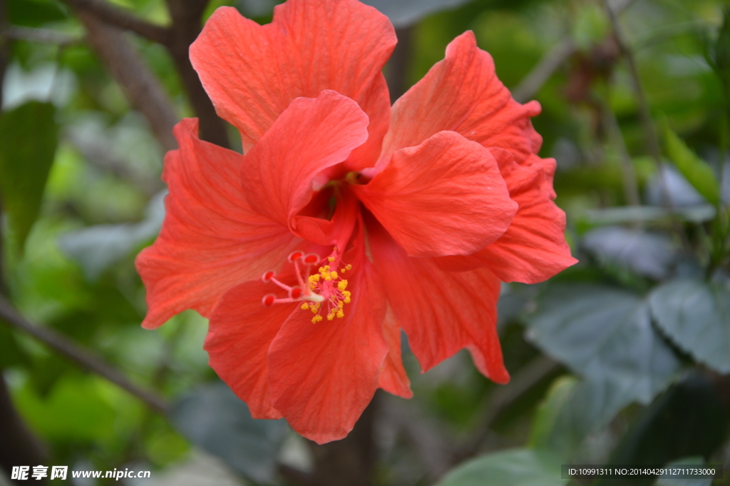 扶桑花